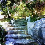 Perky Roses Home, Mountain Meets Sea In Milies, Pelion *