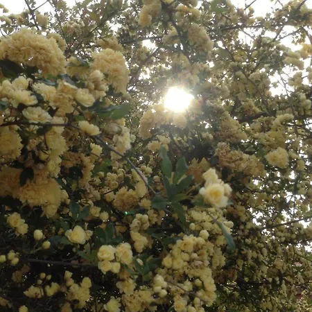 Perky Roses Home, Mountain Meets Sea In Milies, Pelion