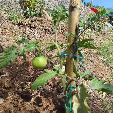 Perky Roses Home, Mountain Meets Sea In Milies, Pelion Tatil Evi Miléai