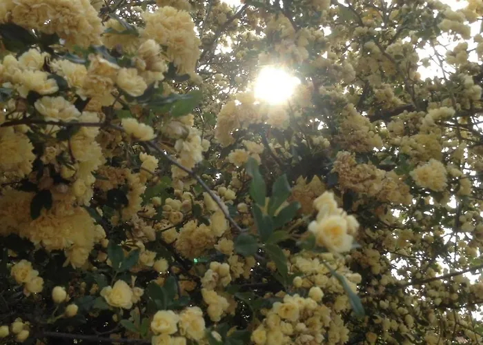 Perky Roses Home, Mountain Meets Sea In Milies, Pelion