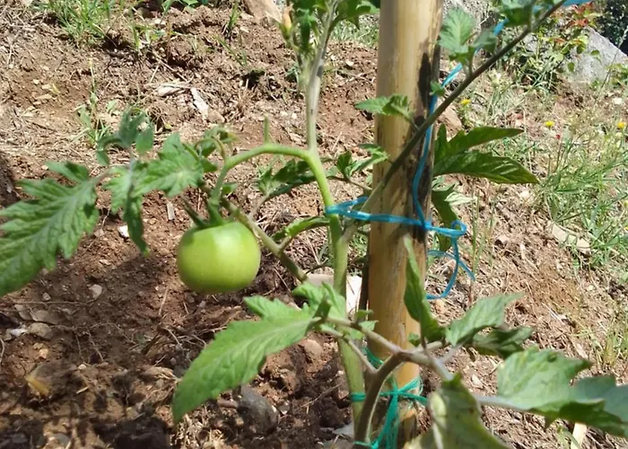 Perky Roses Home, Mountain Meets Sea In Milies, Pelion Case de vacanță Miléai